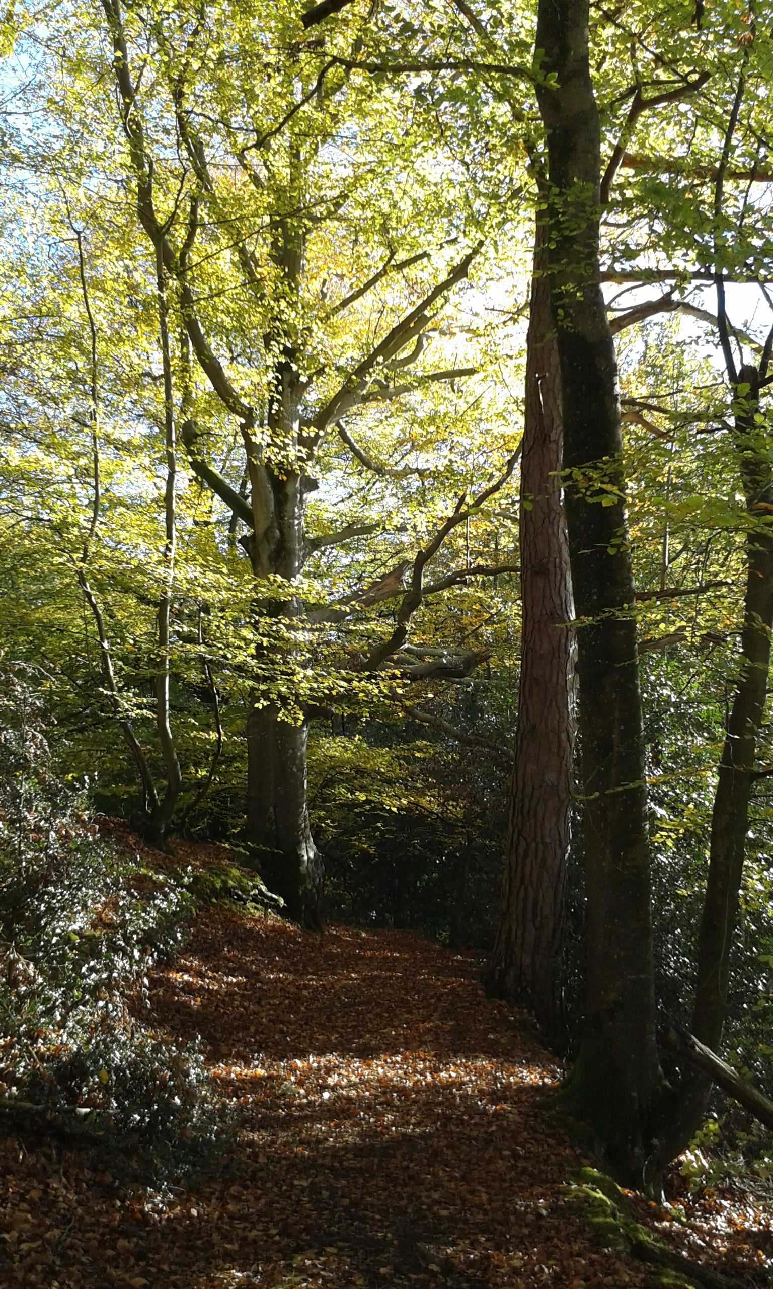 Hammer Wood