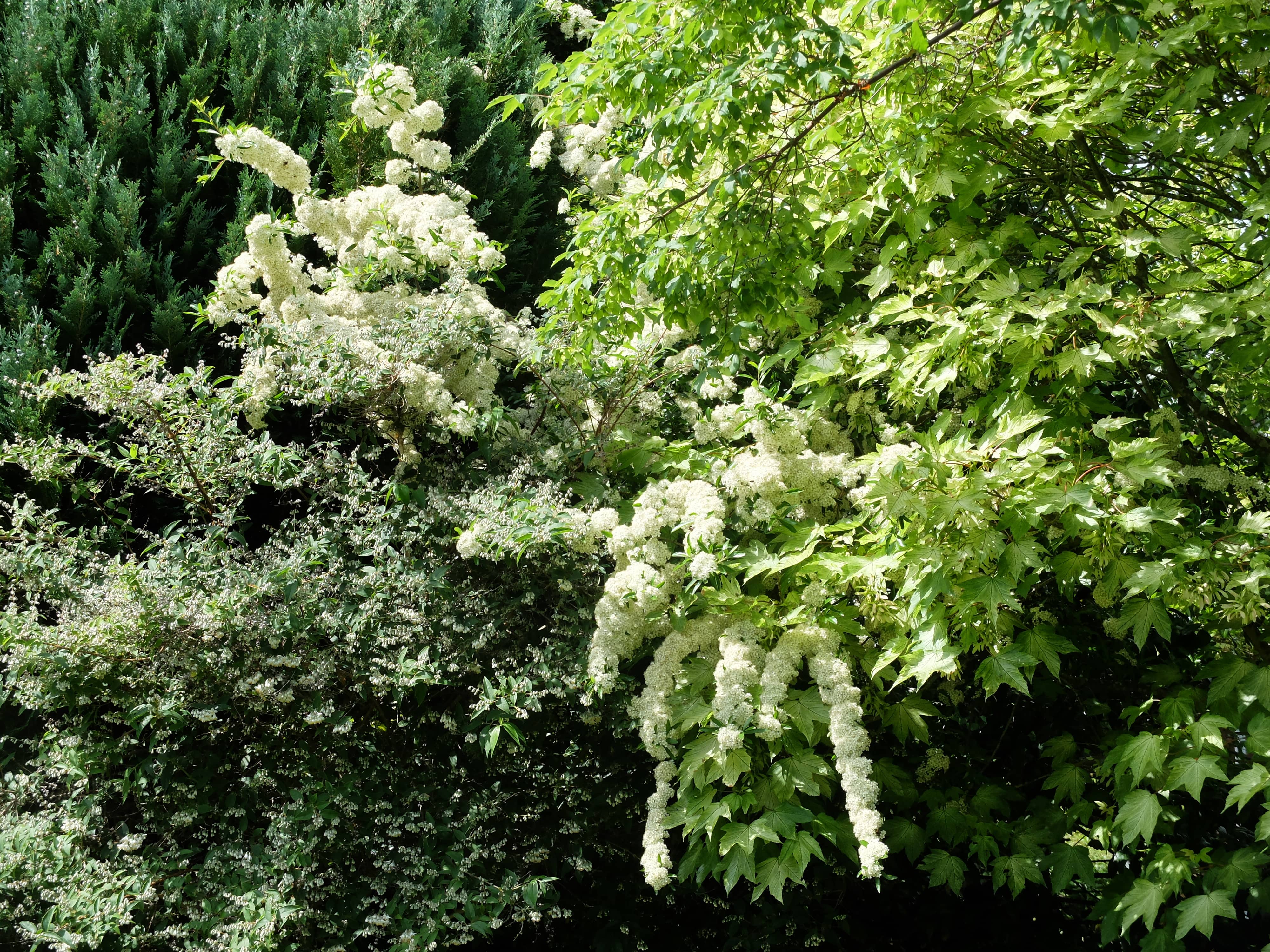 Winton House Garden